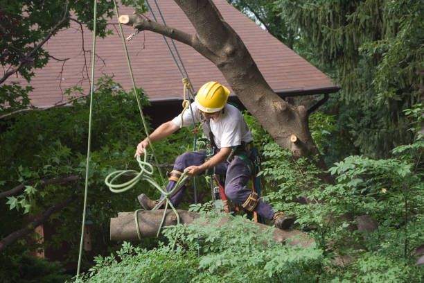 Reliable South Uniontown, PA Tree Care Solutions