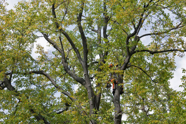 How Our Tree Care Process Works  in  South Uniontown, PA